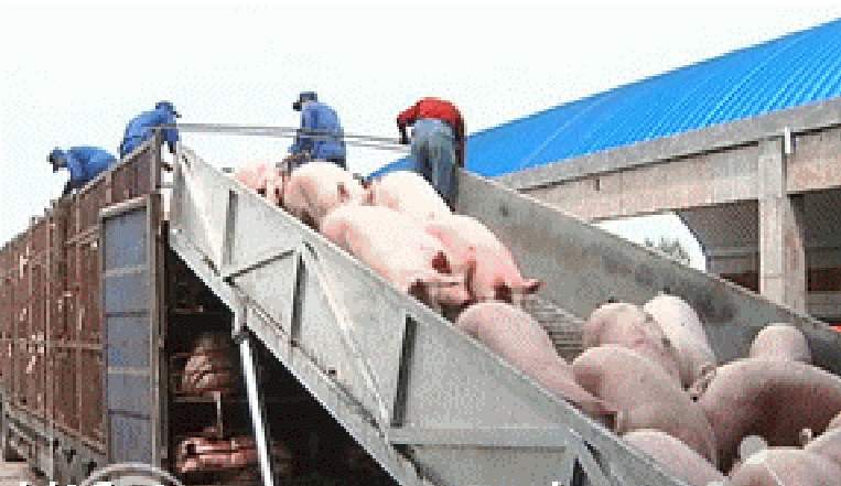 卸豬升降機(jī)  卸豬升降機(jī)